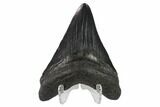 Fossil Megalodon Tooth - South Carolina #130753-1